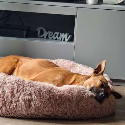 Körbchen / Hundebett-Beitrag-Bild