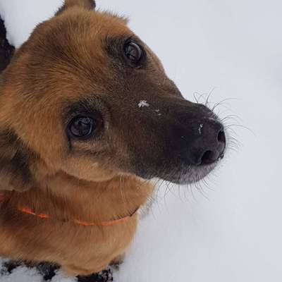 Hundetreffen-Spazieren gehen und Hundekontakte knüpfen-Profilbild