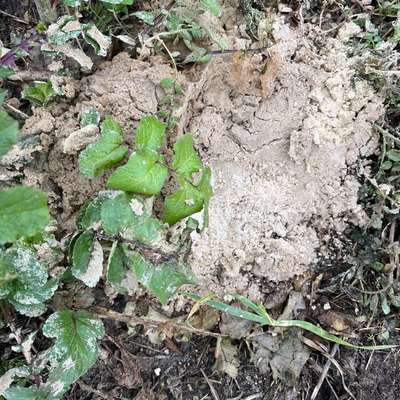 Giftköder-Potenziell Dünger-Bild