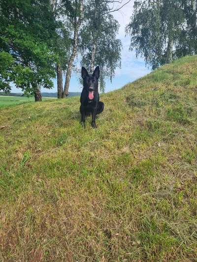 Schäferhund-Fans?-Beitrag-Bild