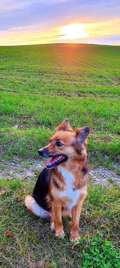 Schäferhund-Fans?-Beitrag-Bild