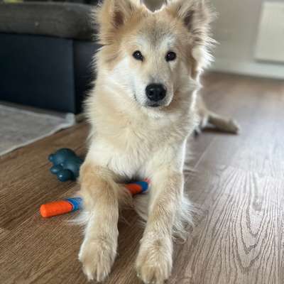 Hundetreffen-Trainings-/ Gassipartner-Bild