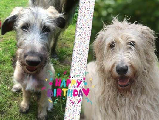 Irischer Wolfshund-Beitrag-Bild