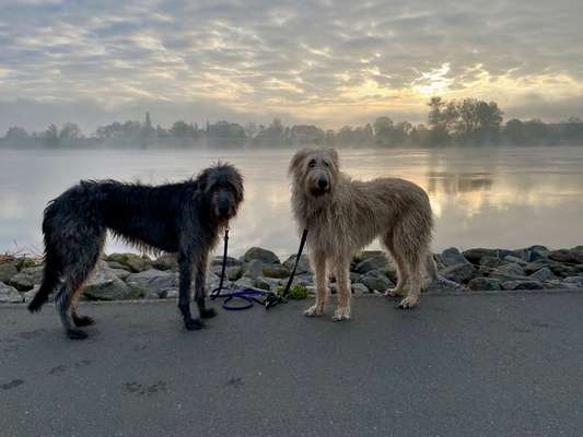 Irischer Wolfshund-Beitrag-Bild