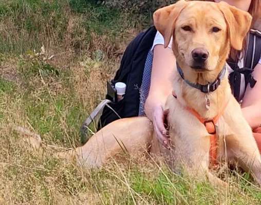 Die Dogorama Wochen Challenge-Beitrag-Bild