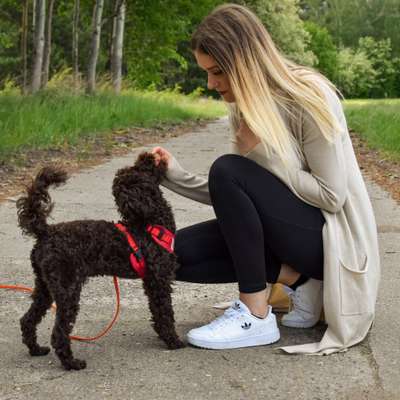 Hundetreffen-Gemeinsame Gassirunde / Leine laufen üben-Profilbild