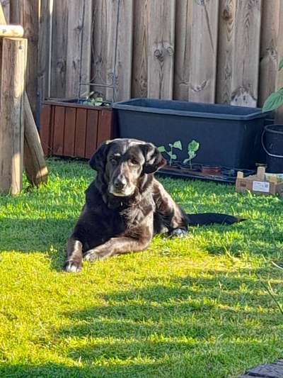 Schäferhund-Beitrag-Bild