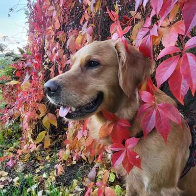 Hundetreffen-Spielkameraden gesucht - Lunzenau und Umgebung-Bild