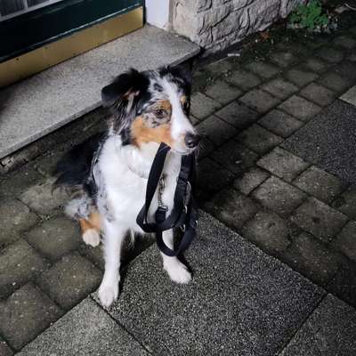 Hundetreffen-Trainingspartner*innen gesucht-Bild