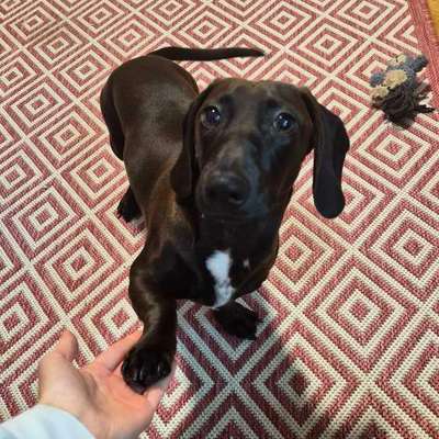 Hundetreffen-🐶 Hundefreunde zum Spielen gesucht 🐶-Bild