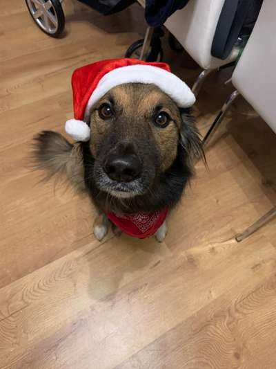 Challenge Nr. 8  Dein Hund im Weihnachtslook-Beitrag-Bild