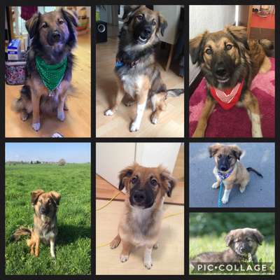 Welpen Bilder !-Beitrag-Bild