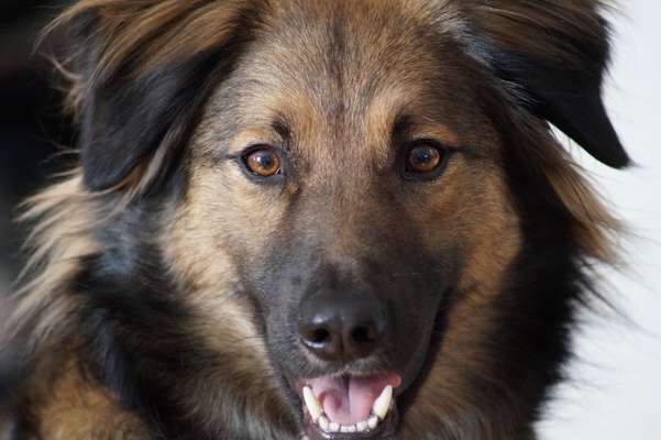 Die Dogorama Kalender Challenge Titelbild-Beitrag-Bild