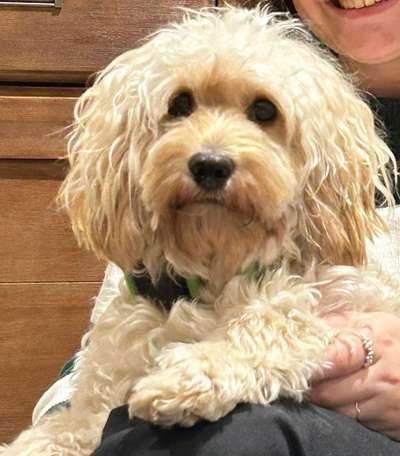 Cockerpoo (Englischer Cockerspaniel +Pudel)-Beitrag-Bild