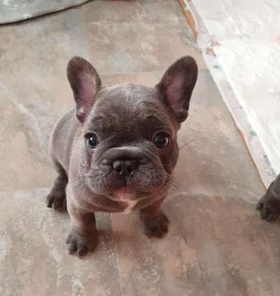 Französische Bulldoggen-Beitrag-Bild