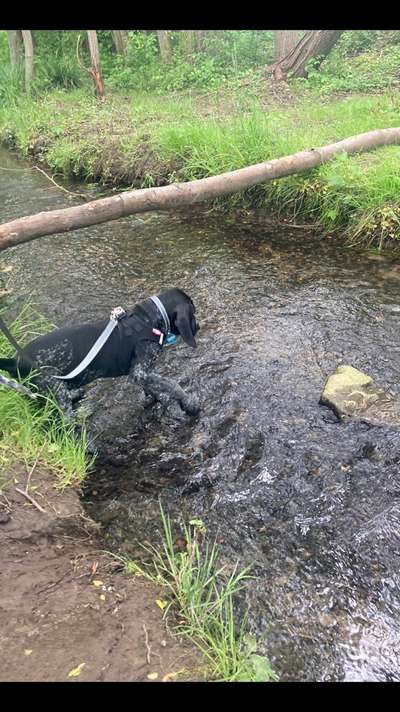 Dogorama-Monats-Challenge-Mai "Wasser"-Beitrag-Bild