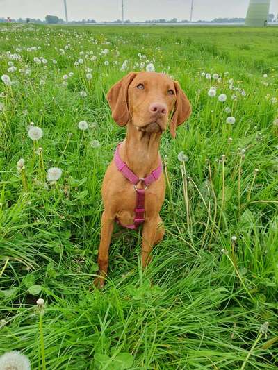 Hundetreffen-Gemeinsame Spaziergängen und Spieltreff-Bild