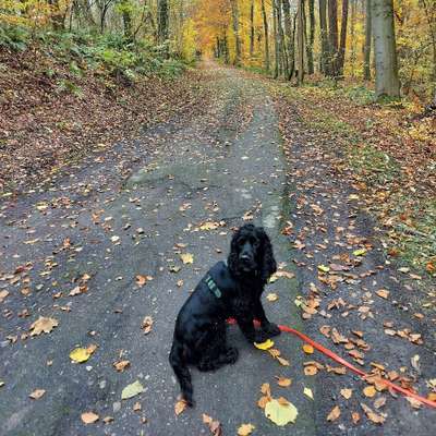 Hundetreffen-Für Training und Spaziergänge