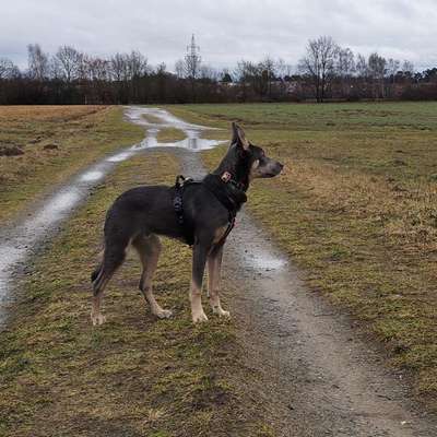 Hundetreffen-Spiel und Gassi-Kumpel-Bild