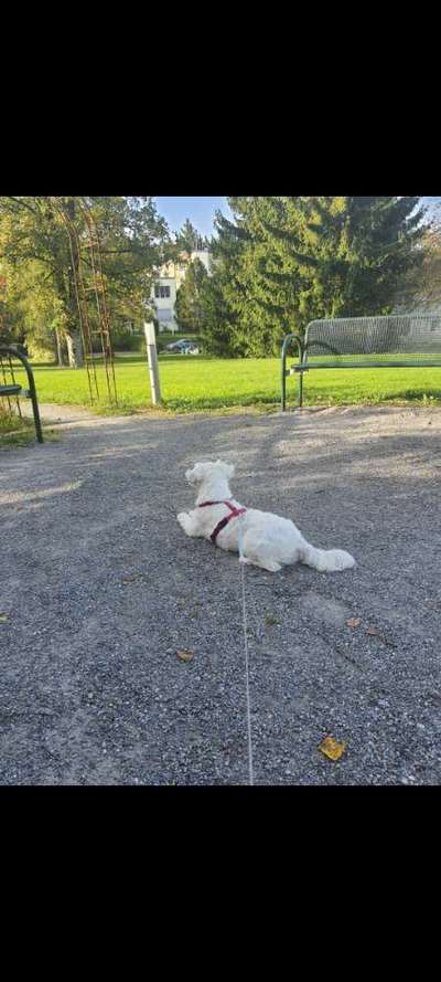 Hundetreffen-Spiel- und Gassitreff-Bild