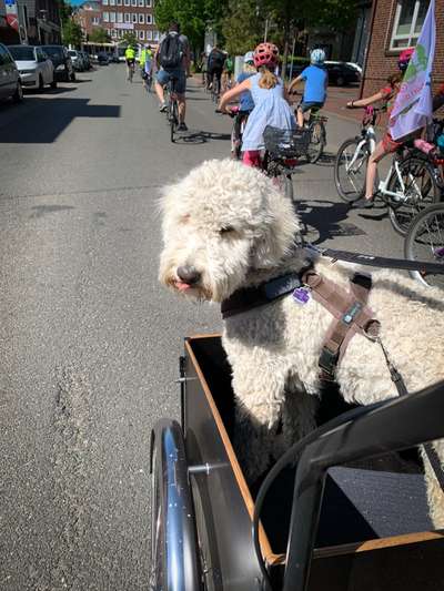Goldendoodle-Beitrag-Bild