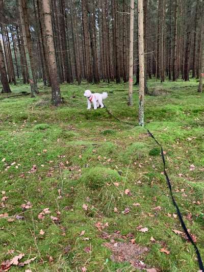 Hundeauslaufgebiet-Reindorfer Wald-Bild