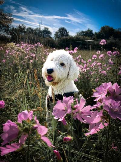 Goldendoodle-Beitrag-Bild