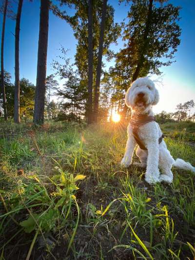 Goldendoodle-Beitrag-Bild