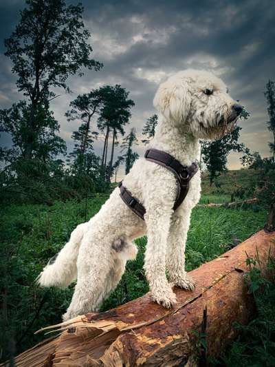 Goldendoodle-Beitrag-Bild