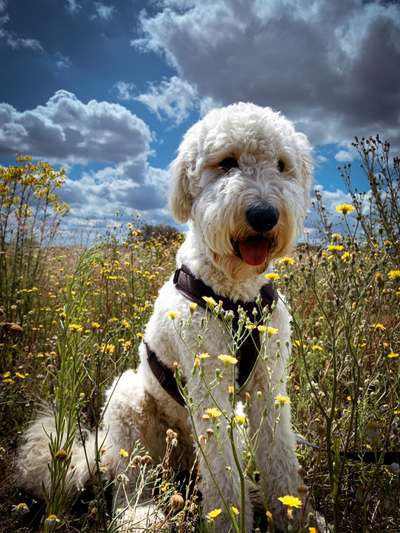 Goldendoodle-Beitrag-Bild