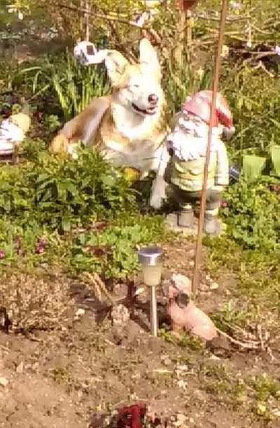 Hunde Memes-Beitrag-Bild