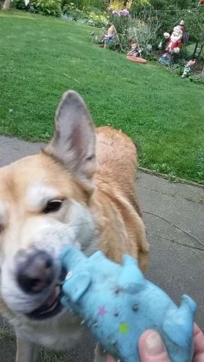 43. Fotochallenge-Zeigt mir eure Ball oder Frisbee verrueckten Hunde-Beitrag-Bild