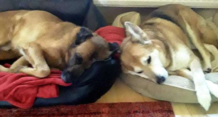 Die Dogorama Wochen Challenge "Friends will be Friends"-Beitrag-Bild