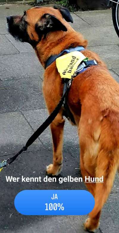 Hundekontakt an der Leine?-Beitrag-Bild