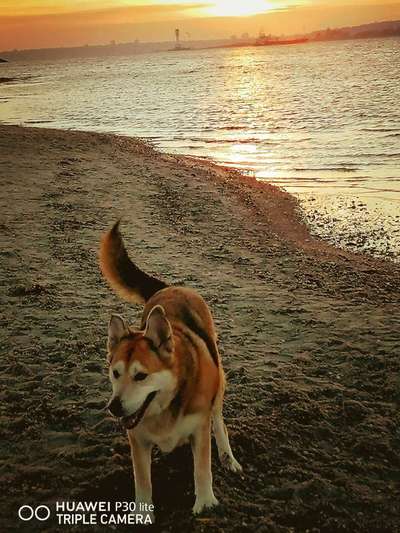 Nordische Hunde-Beitrag-Bild