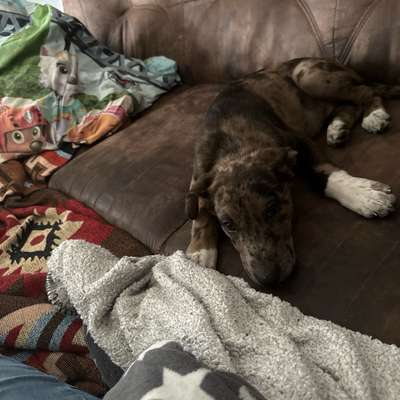 Hundetreffen-Welpen treffen-Bild