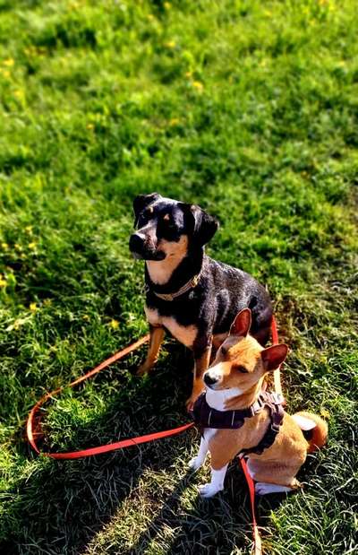 Hundetreffen-Hundefreunde für Spaziergänge, Training und Spiel gesucht-Bild