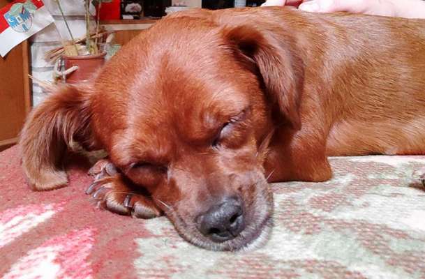 TierschutzhundeStammtisch🐕-Beitrag-Bild