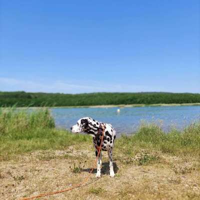 Hundeauslaufgebiet-Hundestrand Berrzdorfersee-Bild