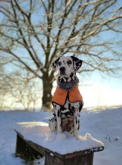 Dogorama Photo Challenge - Portrait-Beitrag-Bild