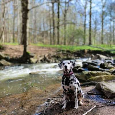 Hundeauslaufgebiet-Georgewitzer Skala-Bild