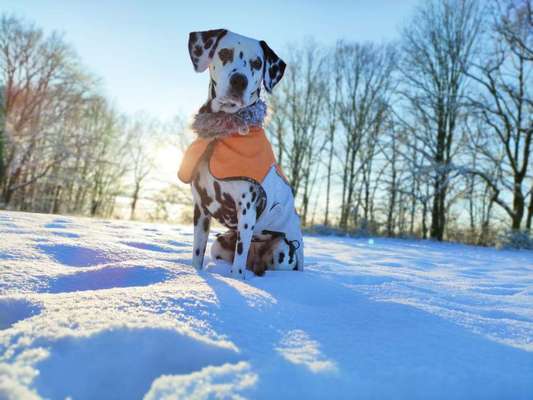 Hundekleidung - Top oder Flop-Beitrag-Bild