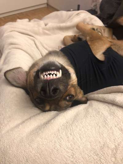 Lustigsten Grimassen von euren Hunden-Beitrag-Bild