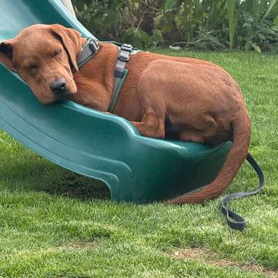 Hundetreffen-Labbi Junghund sucht suveränen und gut sozialisierten Spiel- und Gassifreund/In-Bild