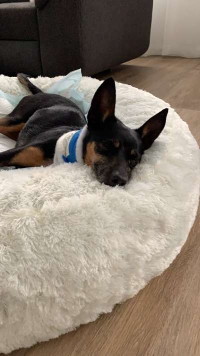 Bandscheibenvorfall OP-Beitrag-Bild