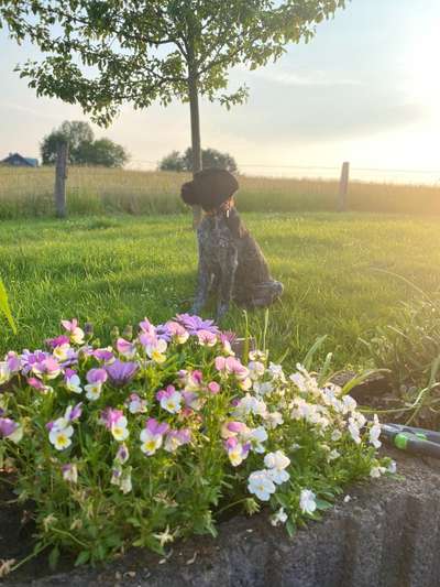 Die Dogorama Monats Challenge "Es grünt und blüht"-Beitrag-Bild