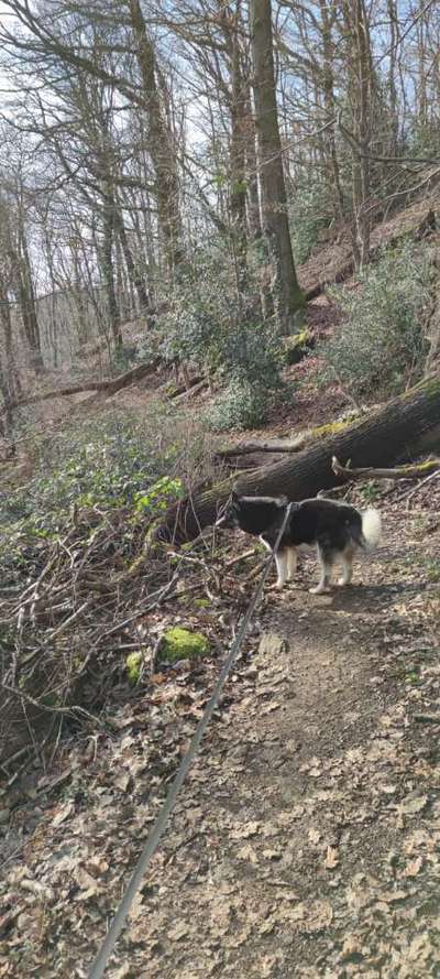 Wald Bild-Beitrag-Bild