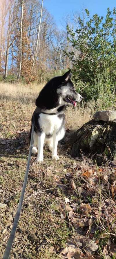 Dogorama Photo Challenge - Der Frühling kommt-Beitrag-Bild