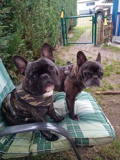 Challenge 41 - Mein Hund im Urlaub-Beitrag-Bild