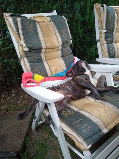 Challenge 41 - Mein Hund im Urlaub-Beitrag-Bild